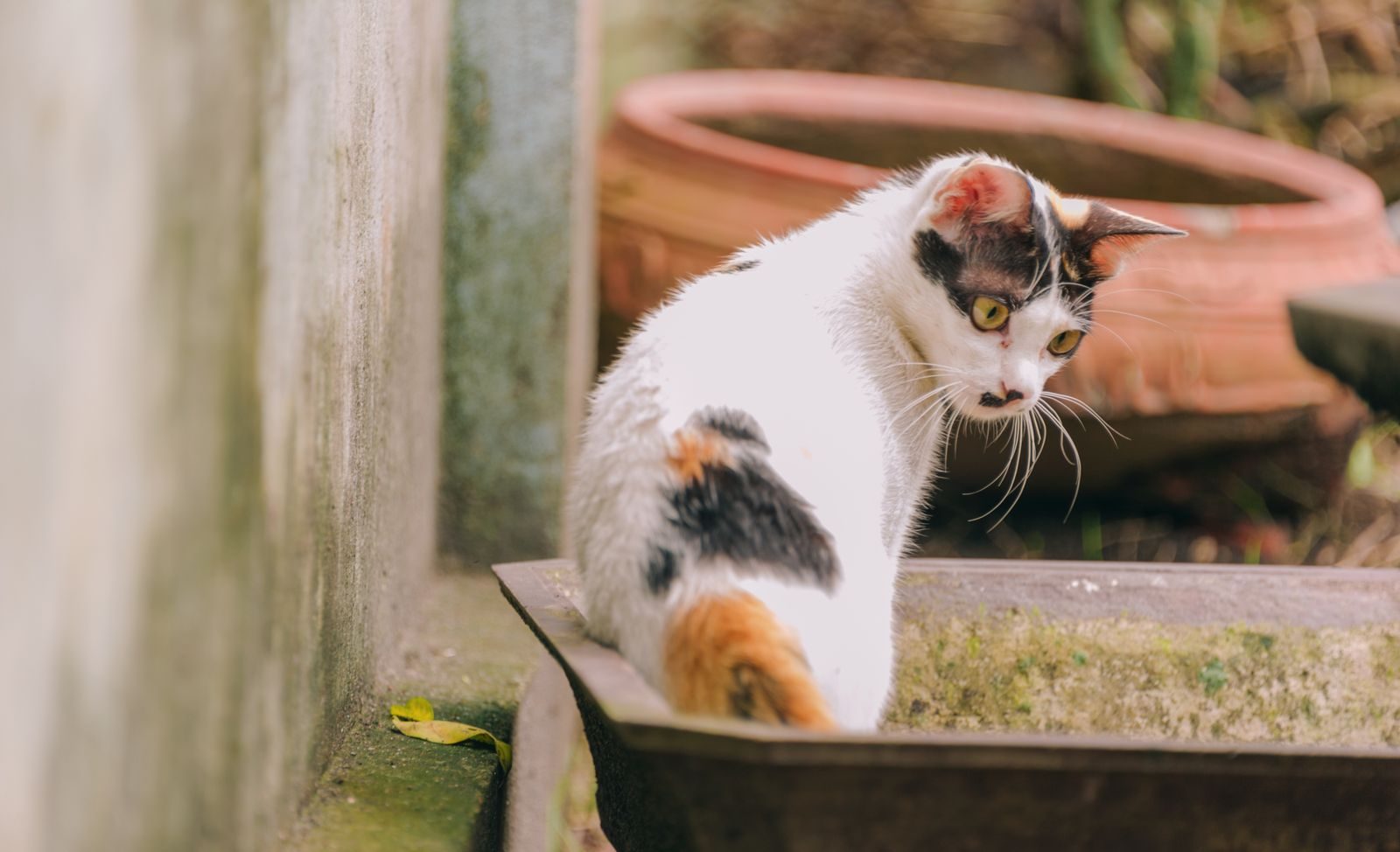 Calico cat exploring outside, showcasing its beautiful markings in a natural setting.