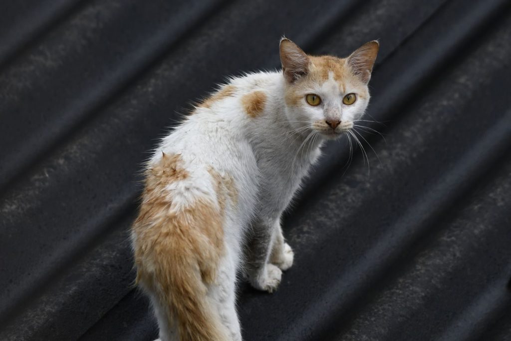 Ginger and white stray cat posing on a corrugated metal roof.