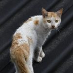 Ginger and white stray cat posing on a corrugated metal roof.