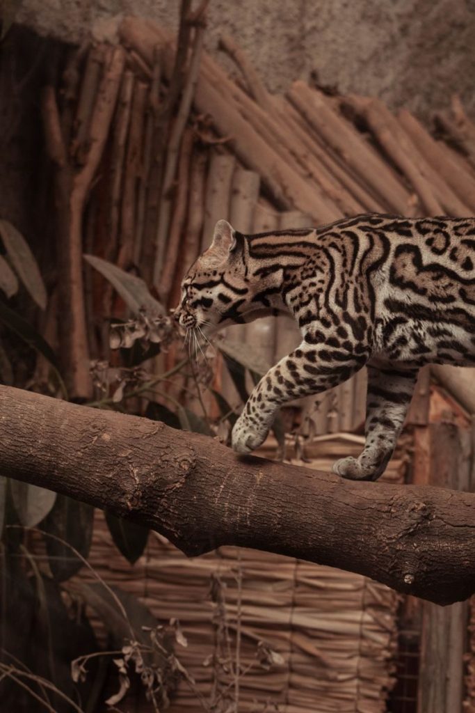 A stunning shot of an ocelot walking on a log displaying its beautiful spotted pattern.