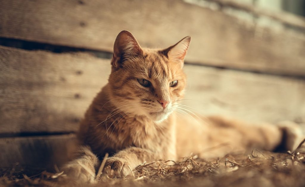 Ginger tabby cat resting indoors on wooden floor, showcasing its whiskers and serene expression.