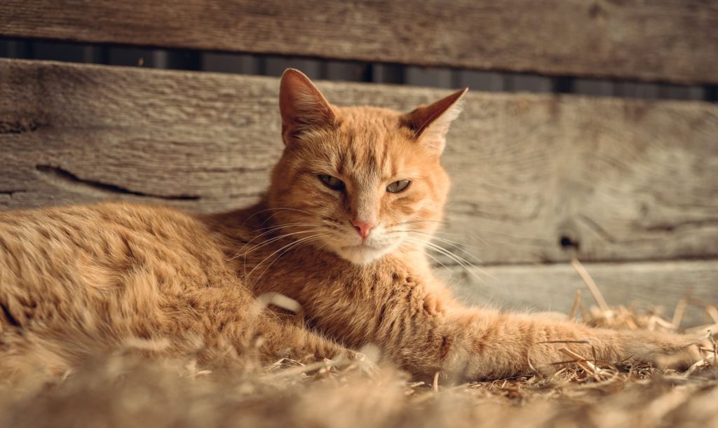 A ginger tabby cat lounging comfortably inside a rustic wooden barn.