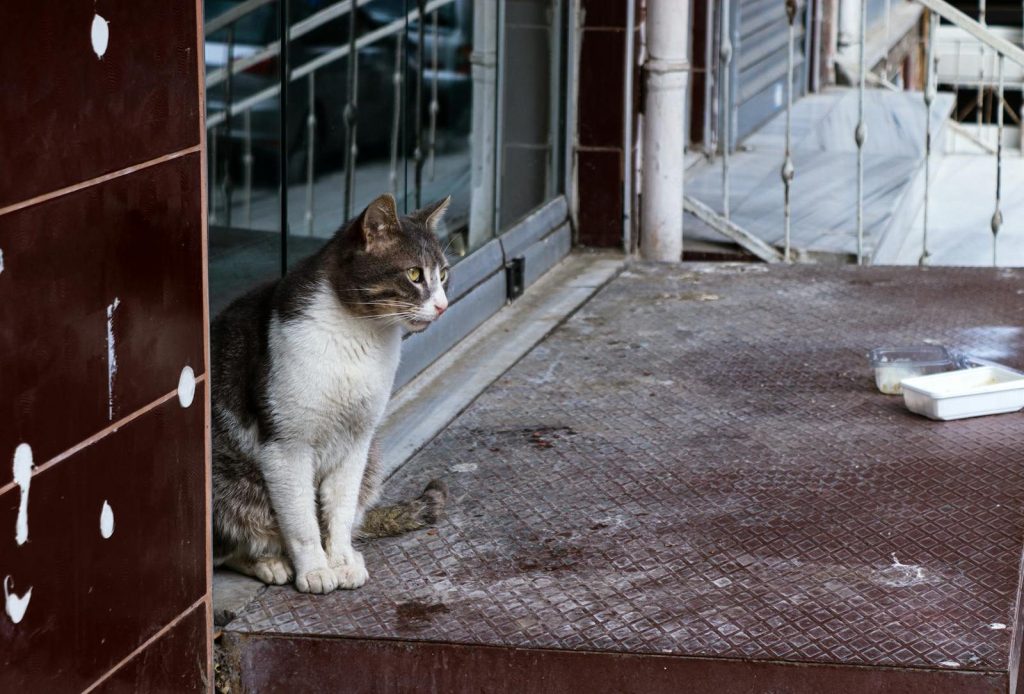 A stray cat sits calmly on an urban building's step near glass windows.