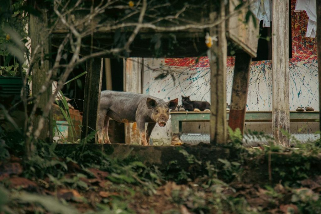 A Mexican Creole hairless pig standing outdoors, surrounded by vegetation and rustic surroundings.