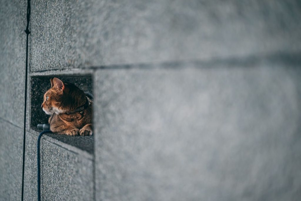 A cat peers out from a wall hole, showcasing curiosity and tranquility indoors.