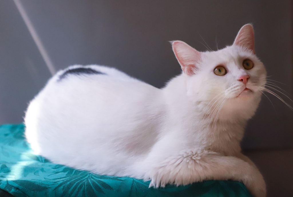 Adorable white cat with green eyes looking up while lounging indoors.