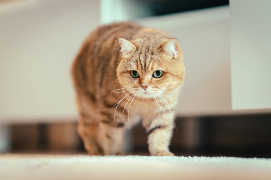 Close-up of a British Shorthair cat walking indoors in Kaiserslautern, Germany.
