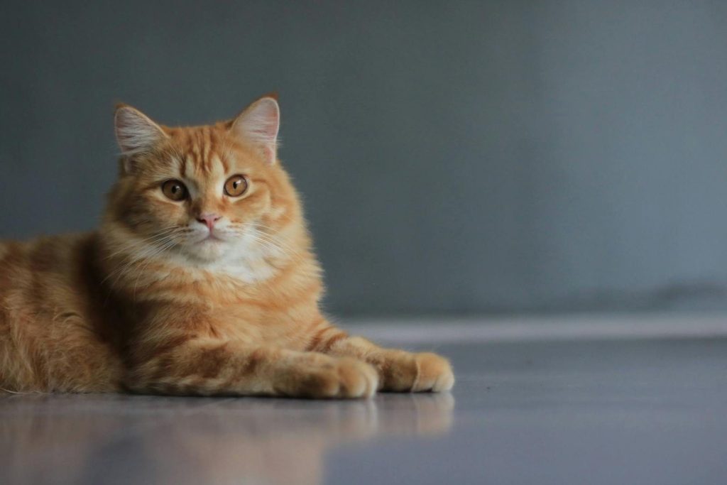 An orange tabby cat lies comfortably on a white surface with a serene expression.