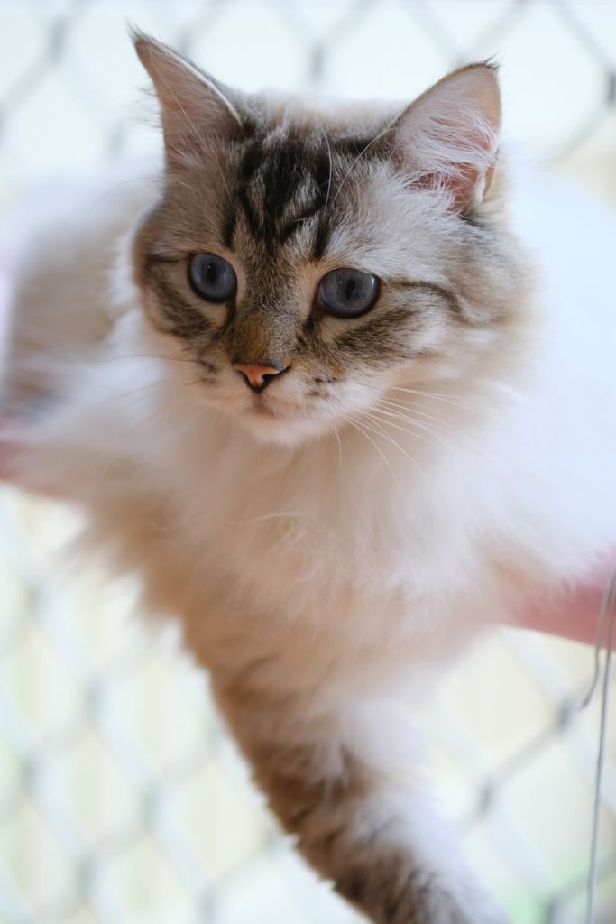 A detailed shot of a fluffy feline with striking blue eyes and soft fur.