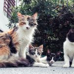 A family of adorable cats lounging outside on a sunny day.