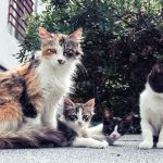 A family of adorable cats lounging outside on a sunny day.
