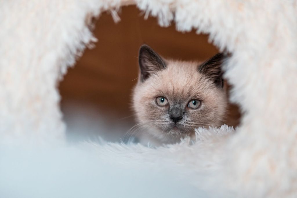 Cute kitten with blue eyes peeking through a fluffy opening. Perfect for pet lovers.