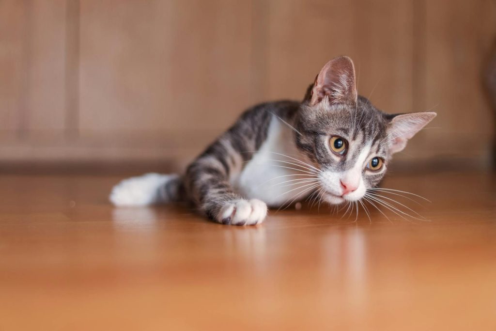 Playful tabby cat lying on a wooden floor, looking curious indoors.