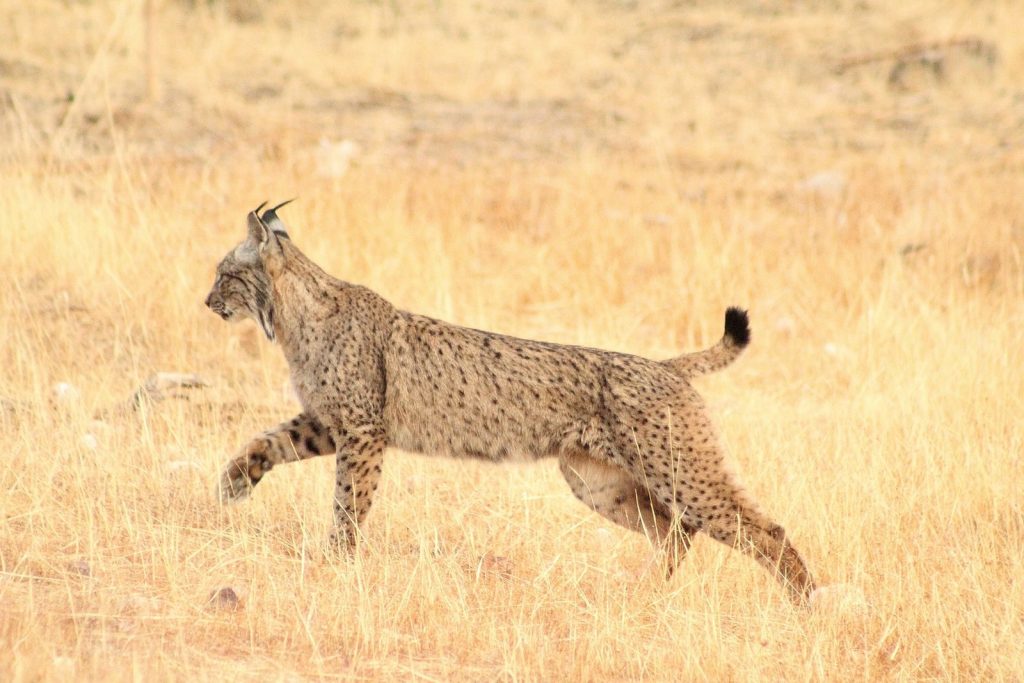 A majestic lynx confidently strides through a sunlit grassland. Wildlife captured beautifully.