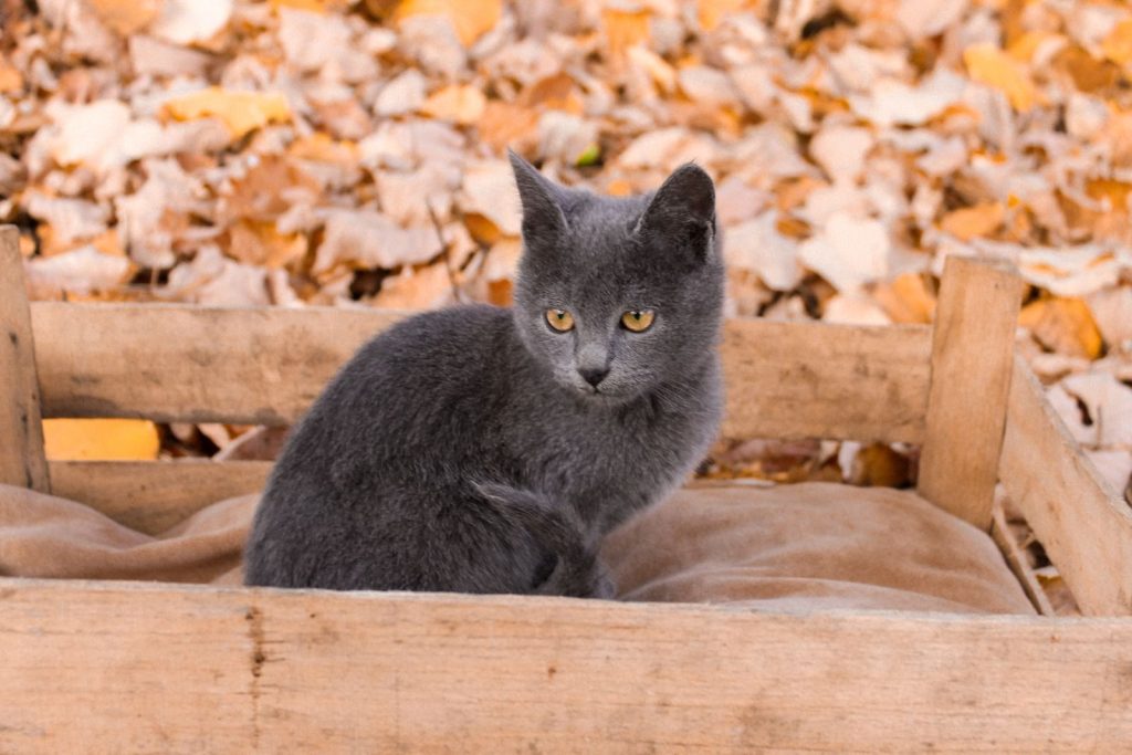 A gray kitten sits in a wooden crate surrounded by autumn leaves, creating a cozy fall scene.