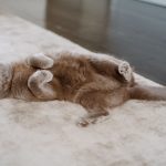 A cute British Shorthair cat relaxing playfully on a carpet indoors.