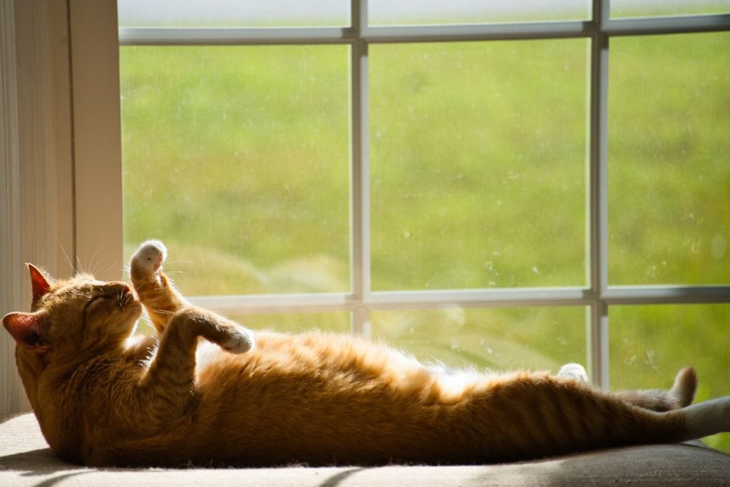 A tabby cat enjoys a sunny afternoon, lying by a window with warm light streaming in.