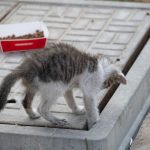 Curious kitten exploring concrete pavement near a box of cat food. Perfect for fans of animal photography.