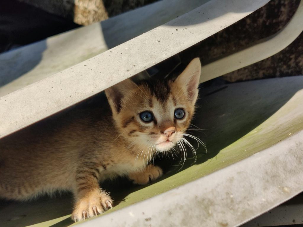 Cute tabby kitten with blue eyes hiding under a structure, sunlight filtering through.