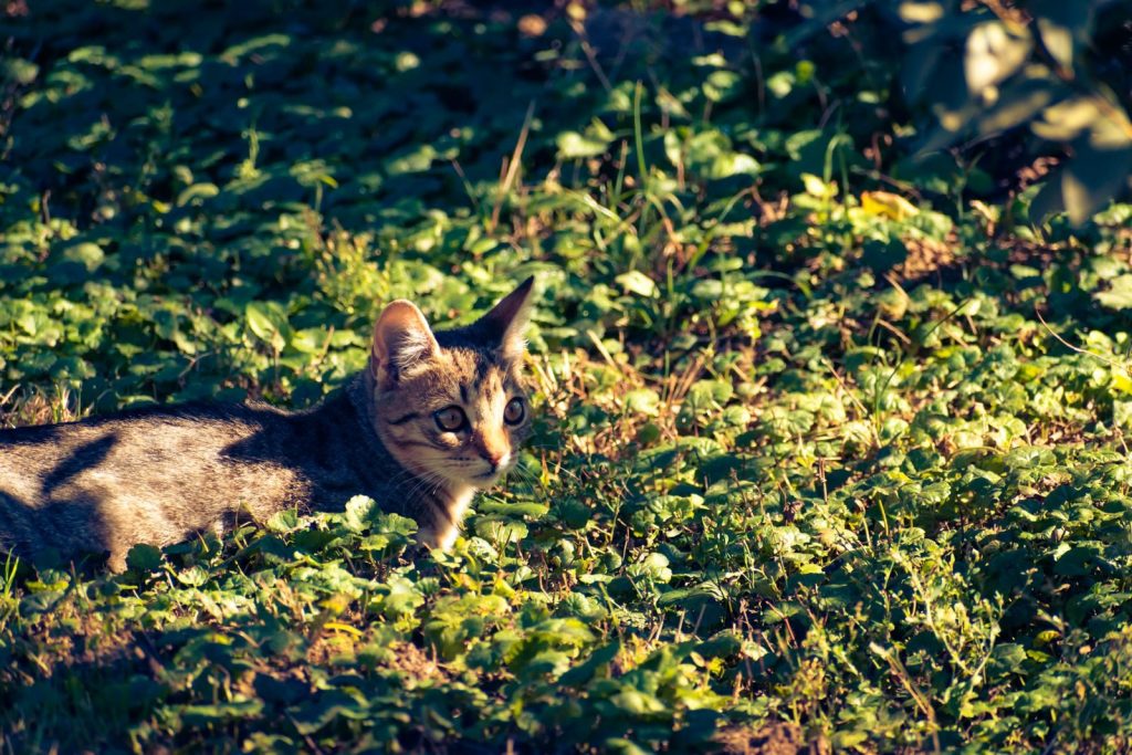 A cute tabby cat lounging on green foliage in a sunlit garden, creating a charming outdoor scene.