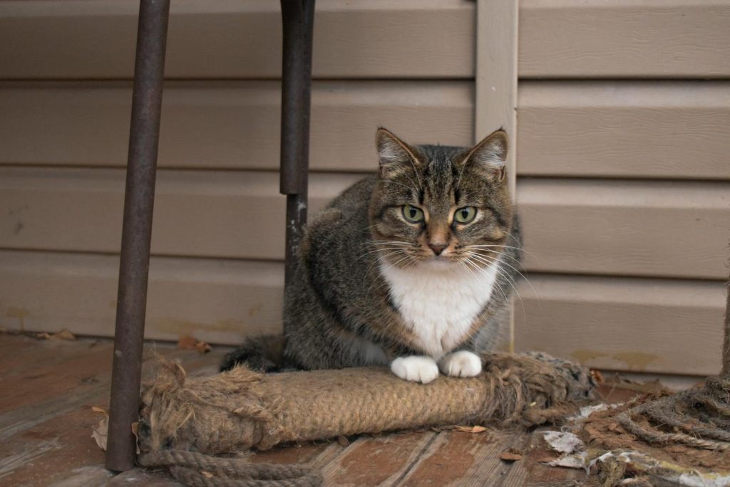 A domestic tabby cat sits on a wooden porch, nestled under a chair, surrounded by autumn leaves.