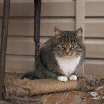 A domestic tabby cat sits on a wooden porch, nestled under a chair, surrounded by autumn leaves.