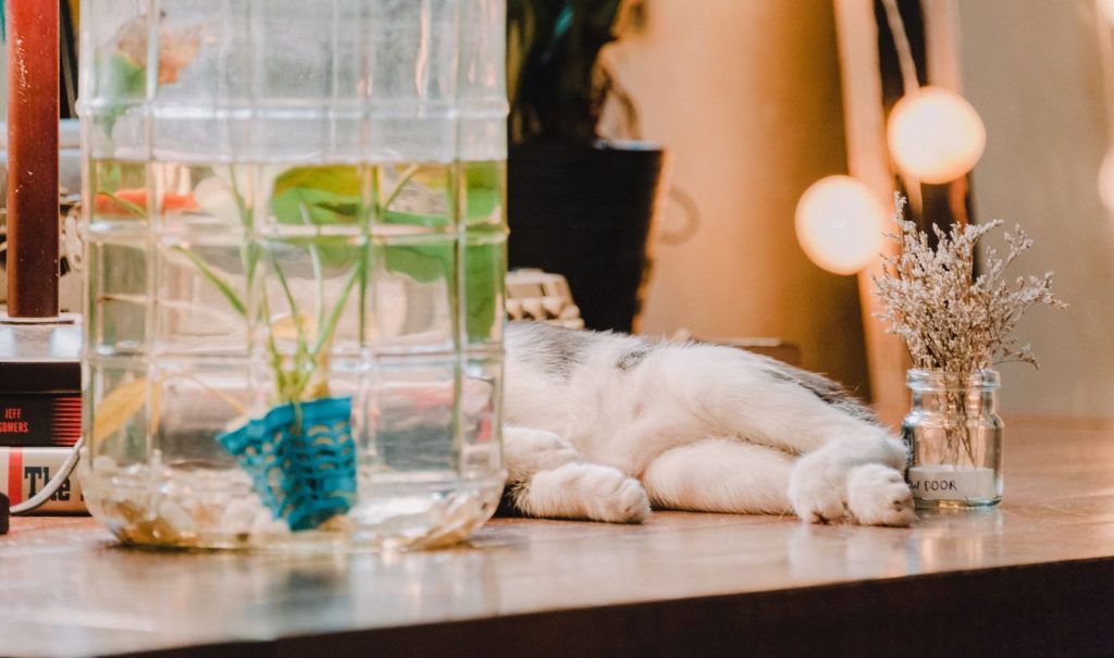 A serene indoor setup with a cat lying near a glass container and decor plants, creating a cozy ambiance.