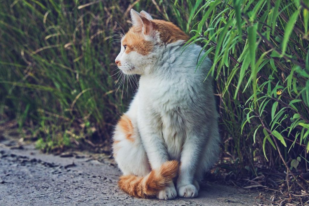 Gentle ginger and white cat sitting quietly amidst lush green grass in the outdoors.