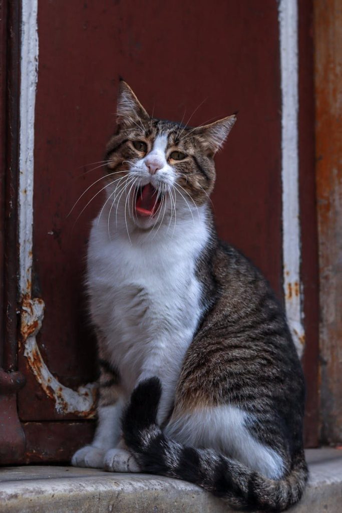 Close-up of a tabby cat yawning while sitting on a rustic doorstep.