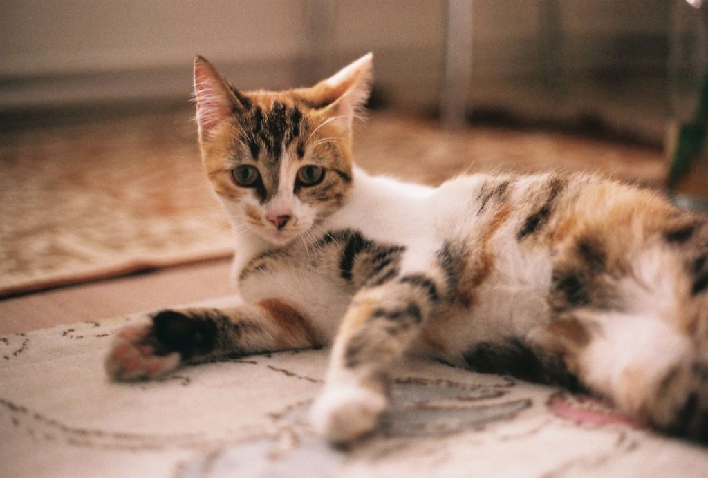 A calico kitten lying down indoors on a patterned carpet, calmly posing.
