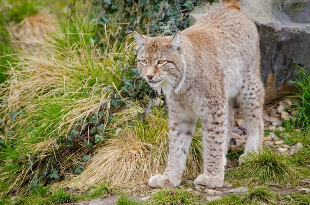 Close-up of a Eurasian lynx prowling in a natural rocky habitat.