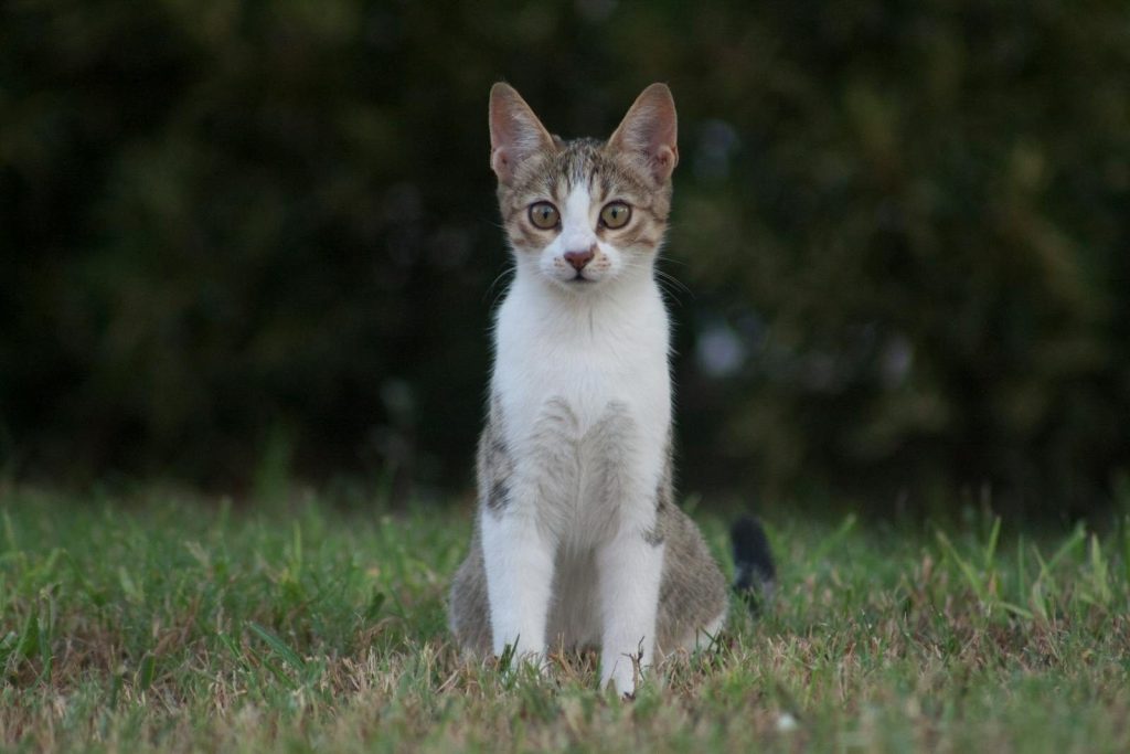 Close-up of a cute domestic cat with white and brown fur sitting outdoors on grass.