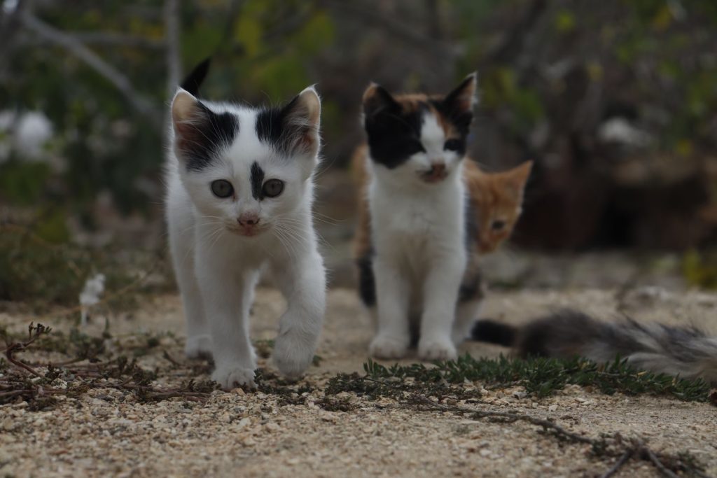Three playful kittens curiously exploring a sandy outdoor area, displaying their natural instincts.