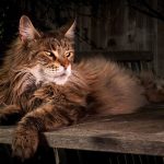 Close-up of a Maine Coon cat lounging on a wooden surface in natural light.
