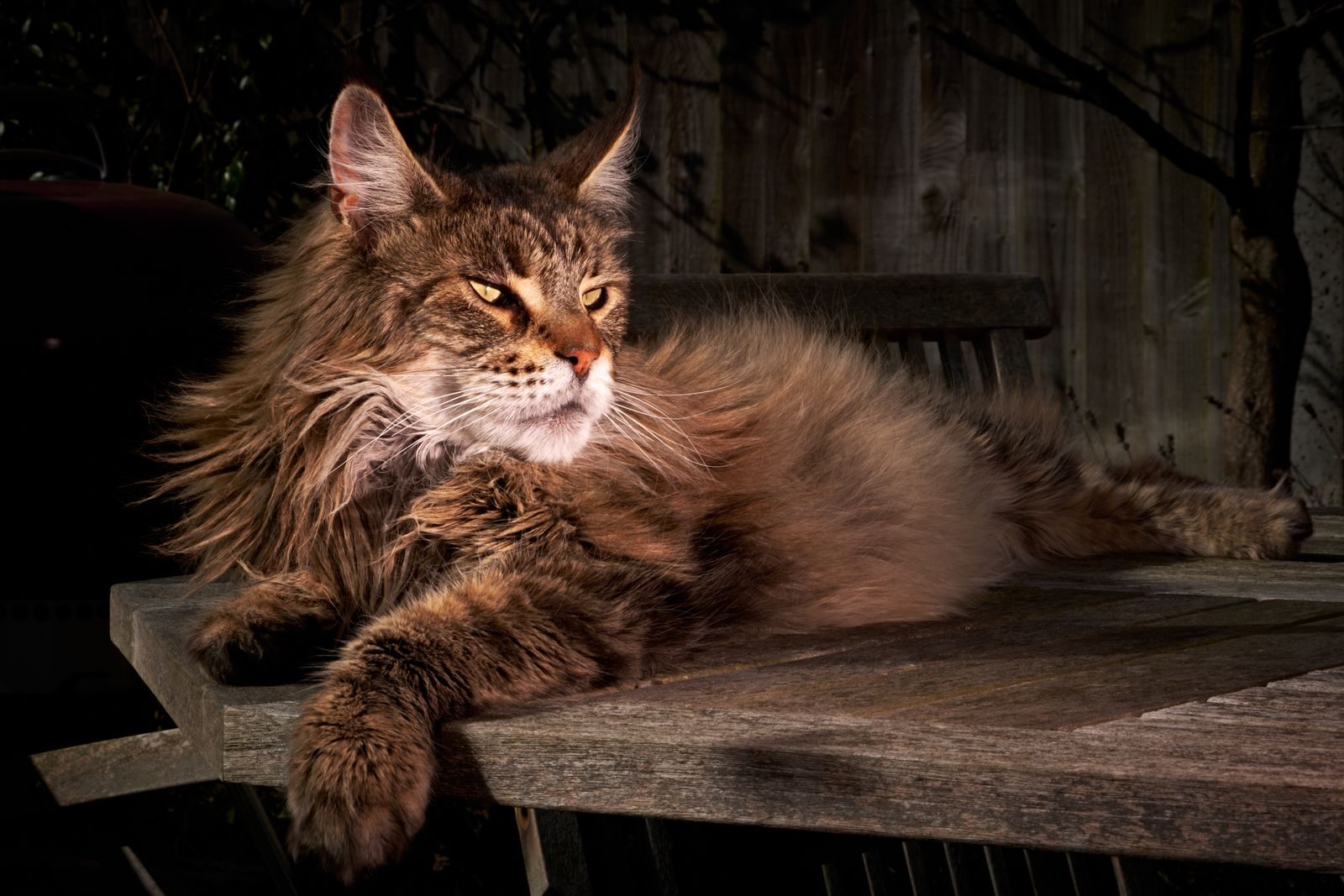 Close-up of a Maine Coon cat lounging on a wooden surface in natural light.