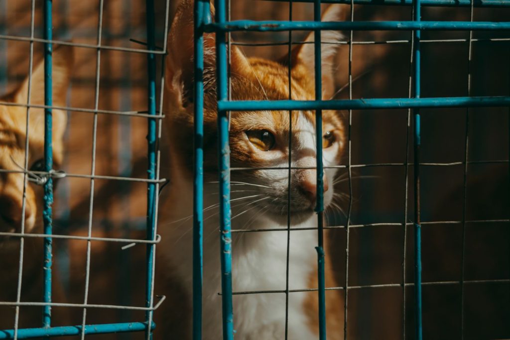 A tabby cat peering through a wire fence, bathed in warm sunlight for a dramatic effect.