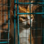 A tabby cat peering through a wire fence, bathed in warm sunlight for a dramatic effect.