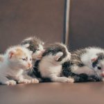 Cute group of kittens lying closely on a brown sofa in soft warm lighting.