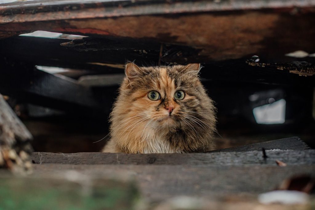 A fluffy cat with striking eyes peers out from a rustic wooden shelter. Cozy and intriguing.