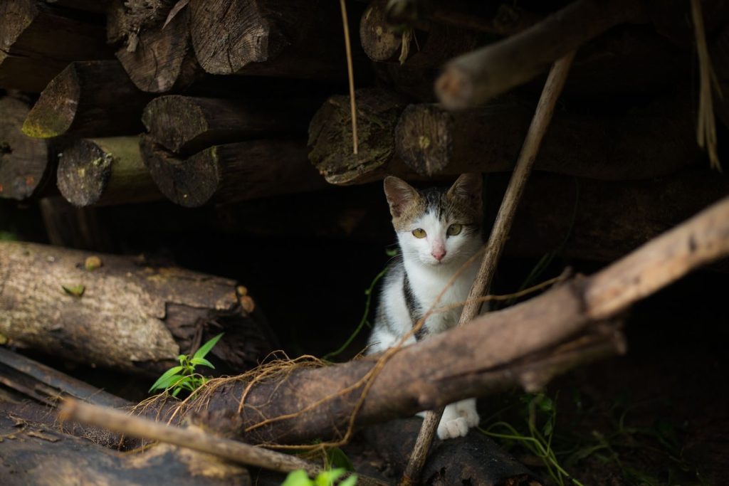 A curious cat peeks out from under stacked logs, surrounded by greenery.