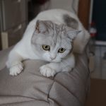 Adorable British Shorthair cat lounging indoors, perfect for pet lovers.