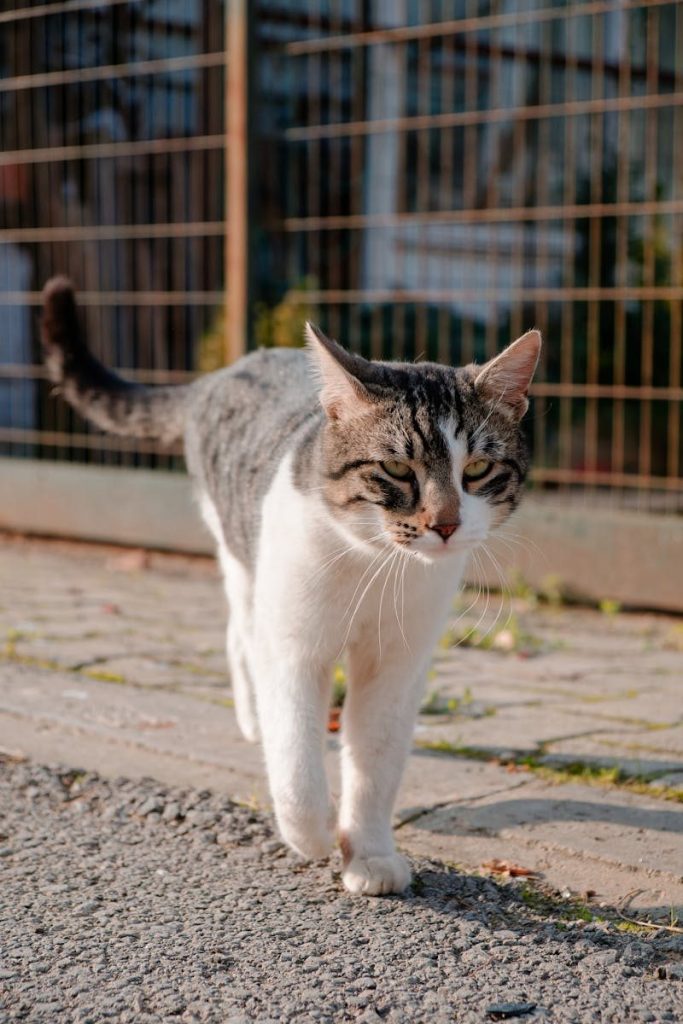 A charming tabby cat walking on pavement in daylight, showcasing a calm demeanor.