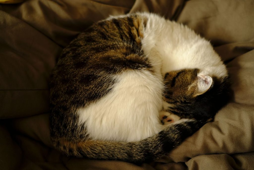 A close-up of a cat curled up and sleeping on a soft blanket. Perfect for pet lovers.