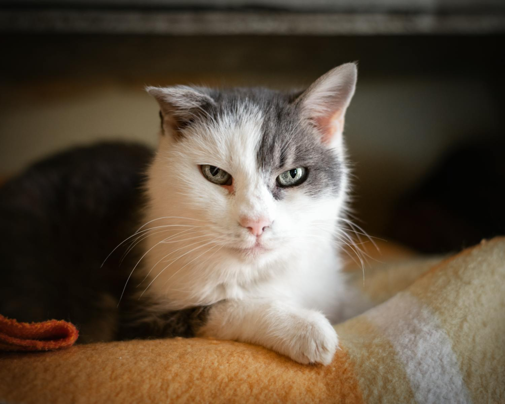 A fluffy gray and white cat lies comfortably on a warm blanket indoors.