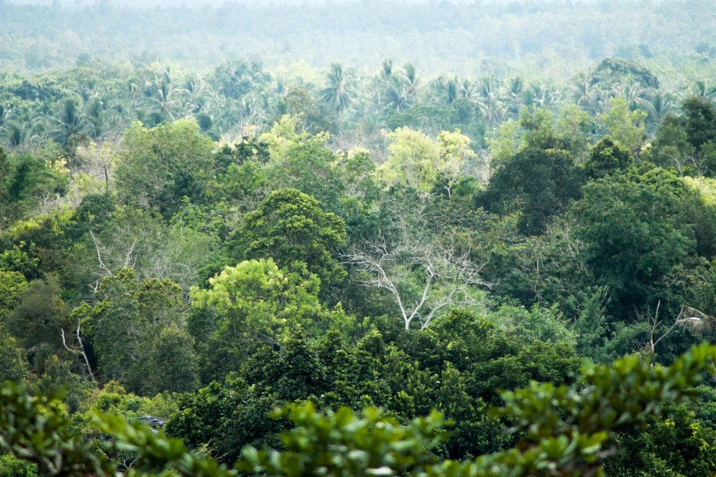 Expansive view of lush green forest in Central Kalimantan, Indonesia, showcasing diverse trees and rich biodiversity.