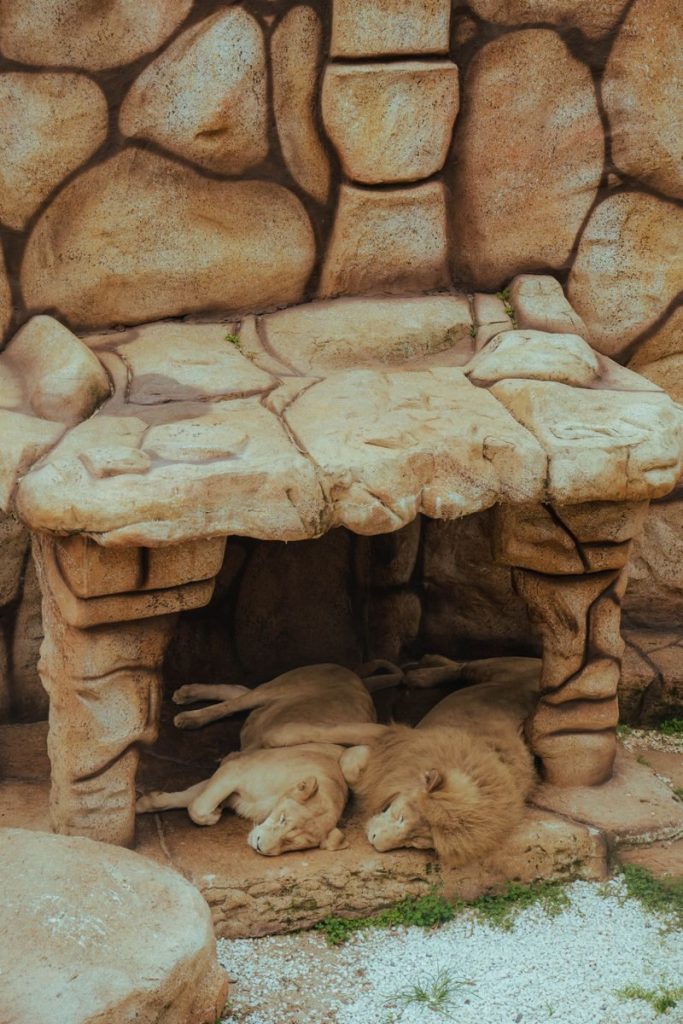 Two lions sleeping under rock shelter, providing a close-up of predators in a zoo setting.