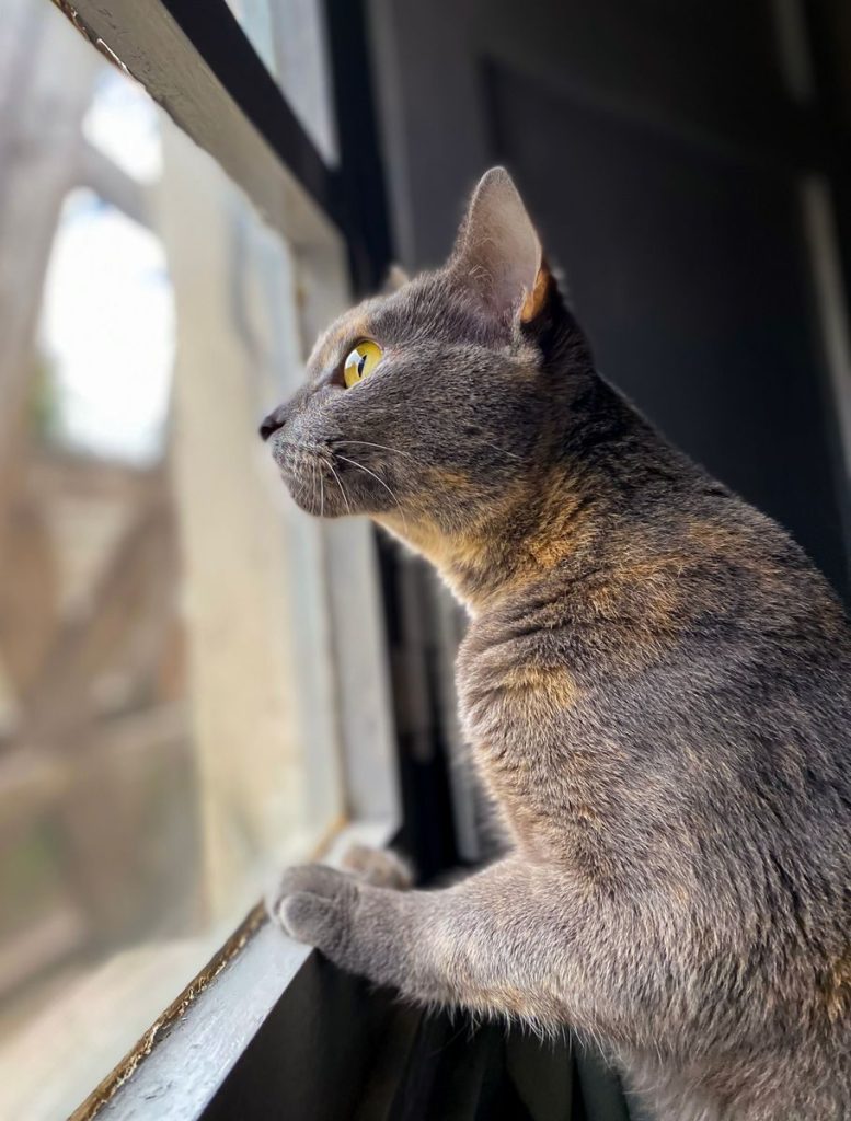 A close-up of a cat intently gazing outside a window, capturing curiosity and serenity.