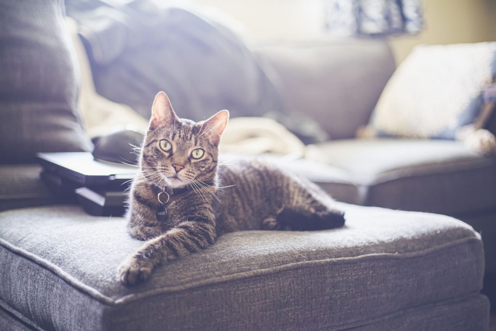 A cute tabby cat relaxing indoors on a cozy gray sofa in soft daylight.