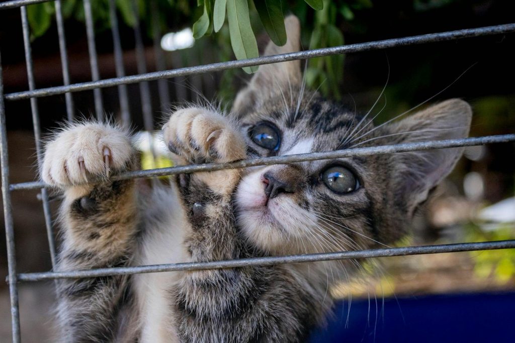 Adorable tabby kitten exploring its cage, showcasing its curious eyes and playful nature.