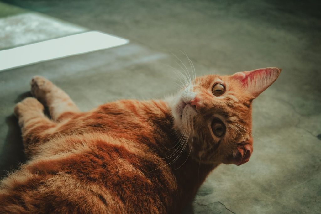 Close-up of a relaxed orange tabby cat lying indoors on a sunny day.